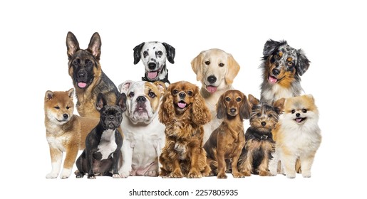Group of dogs of different sizes and breeds looking at the camera, some cute, panting or happy, in a row, isolated on white - Shutterstock ID 2257805935