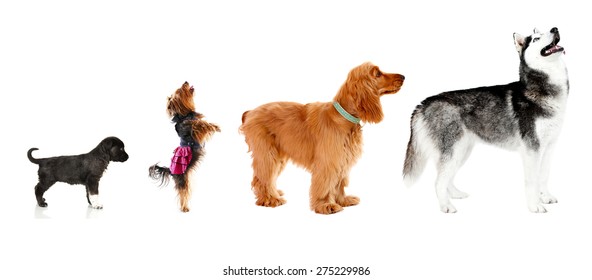 Group Of Dogs Different Sizes In Row, Isolated On White