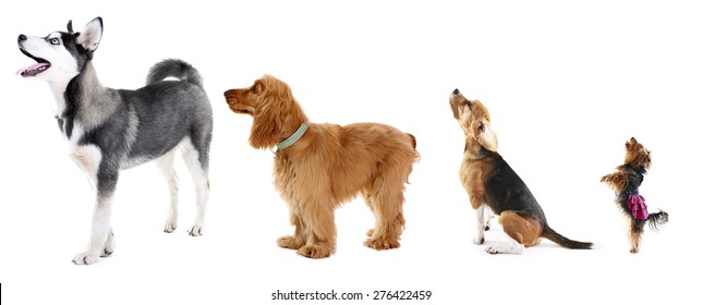 why are dogs different sizes