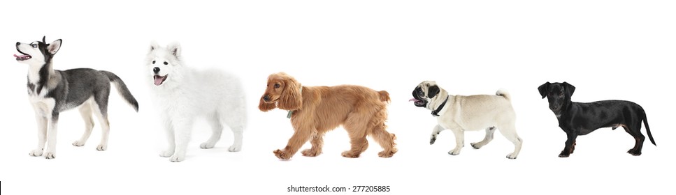 1,159 Dog Different Size Images, Stock Photos & Vectors | Shutterstock