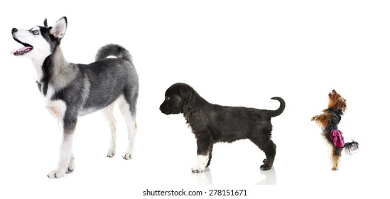 1,159 Dog Different Size Images, Stock Photos & Vectors | Shutterstock