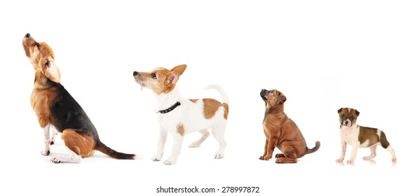 Group Of Dogs Different Sizes In Row, Isolated On White