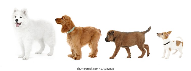 Group Of Dogs Different Sizes In Row, Isolated On White