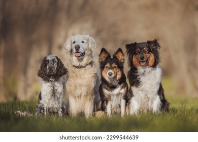 group of dogs, english springer spaniel, golden retriever, border collie, australian shepherd portrait in spring in the park	
