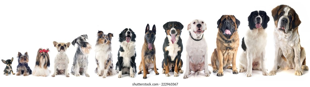 group of dogs  in front of white background