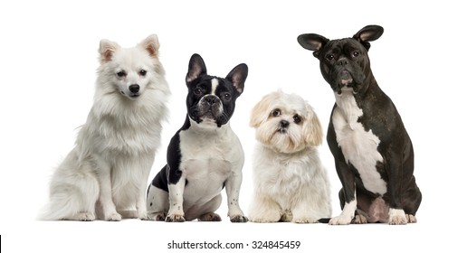 Group Of Dogs In Front Of A White Background