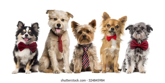 11,035 Dressed up dog Images, Stock Photos & Vectors | Shutterstock