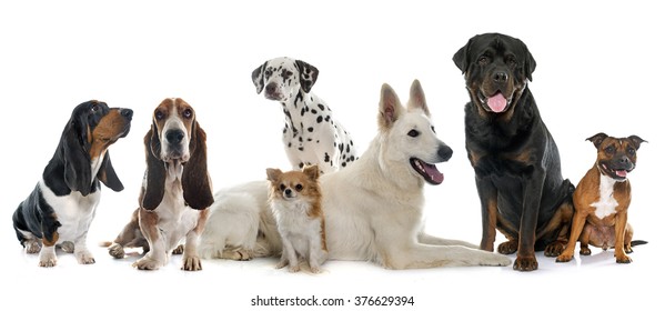 7,829 Seven dogs Images, Stock Photos & Vectors | Shutterstock