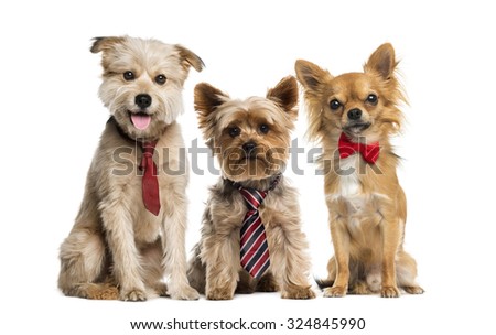 Group of dogs in front of a white background