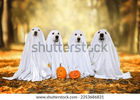 group of dogs in ghost costumes posing for Halloween outdoors in autumn