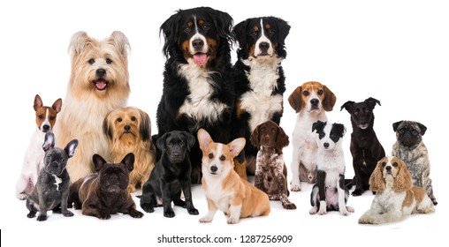 Group Of Dogs Isolated On White Background