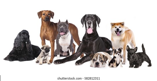 Group of Dogs, large dogs and small puppies