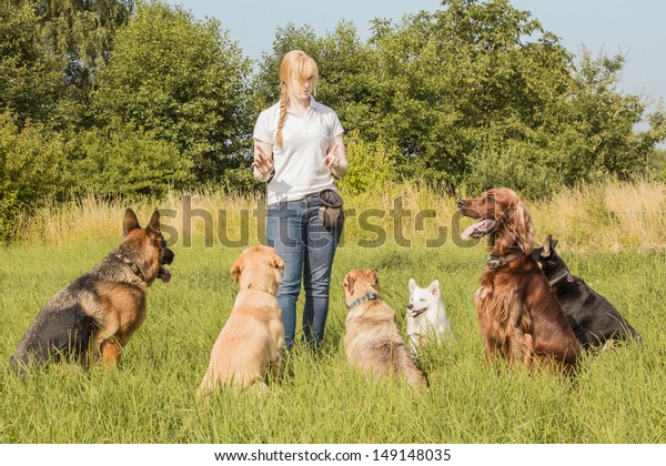 A
group of dogs listen to the commands of the dog
trainer