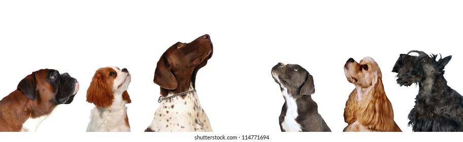 Dog Looking Up Images Stock Photos Vectors Shutterstock