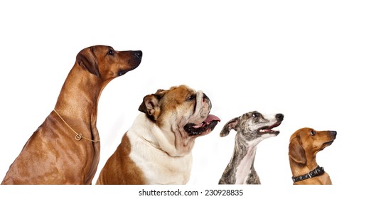 Group Of Dogs  Looking Up