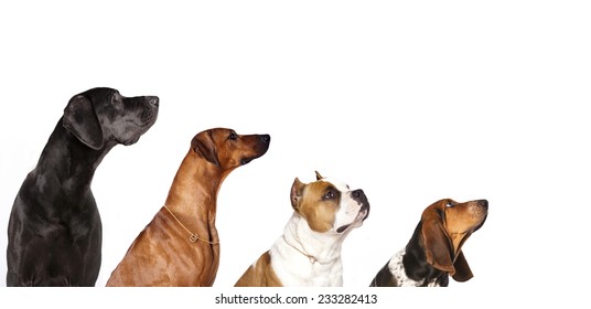 Group Of Dogs  Looking Up