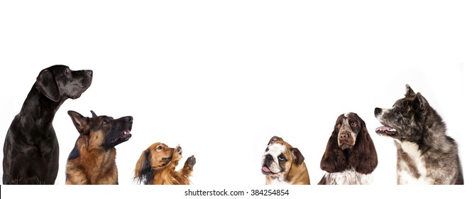 Group Of Dogs Is Looking Up