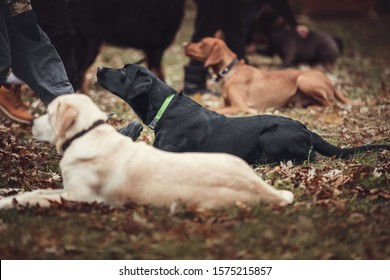 Group Of Dogs At The Obedience Training Lesson.