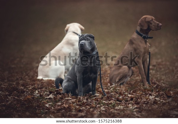 Group of dogs\
at the obedience training\
lesson.