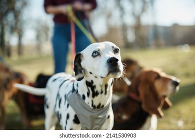 Group Of Dogs On Leash With Dog Walker In The Park. Focus Is On Dalmatian Dog. 