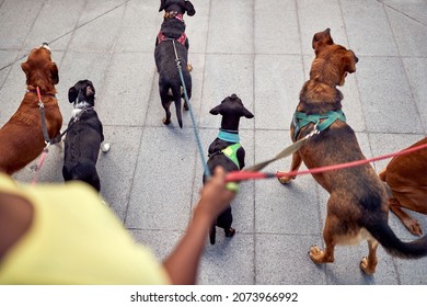 Group Of Dogs On Leash Lead By Dog Walker On A Beautiful Day. Pets, Walkers, Service