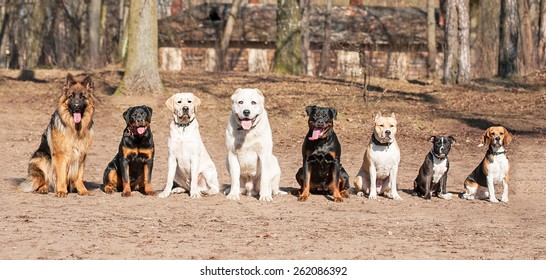 Group Of Dogs On Obedience Training