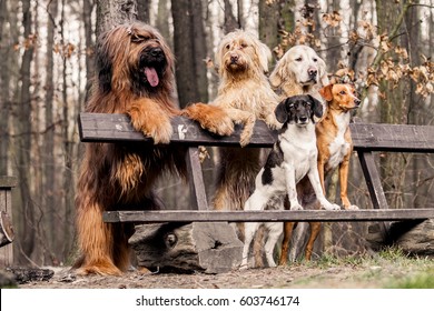 Group dogs on seat in the park