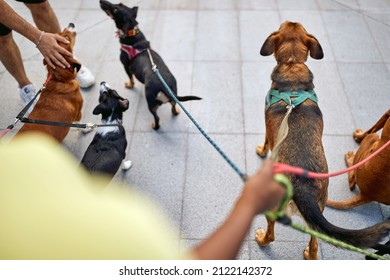 Group Of Dogs On The Walk Lead By Dog Walker On A Beautiful Day. Pets, Walkers, Service