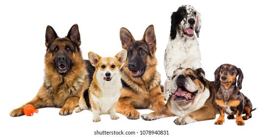 Group Dogs On White Background Stock Photo (Edit Now) 1078940831