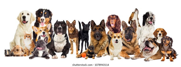 Set Colorful Vector Portraits Different Dog Stock Vector (Royalty Free ...