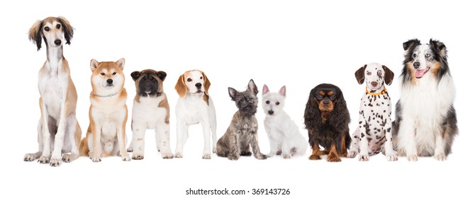 group of dogs on white background