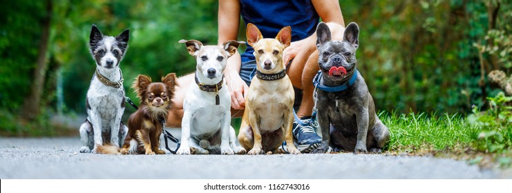 Group Of Dogs With Owner And  Leash Ready To Go For A Walk Or Walkies , Outdoors Outside At The Park