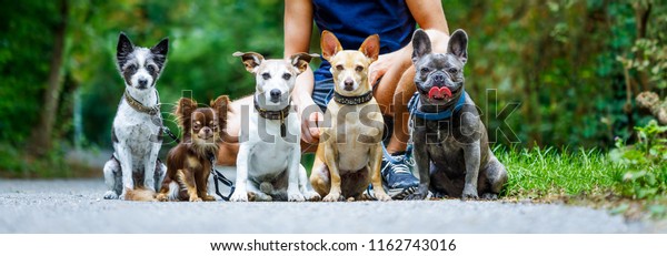 group of dogs with owner and\
 leash ready to go for a walk or walkies , outdoors outside at the\
park