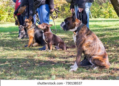 Group Of Dogs With Owners At Obedience Class