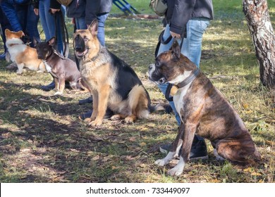 Group Of Dogs With Owners At Obedience Class