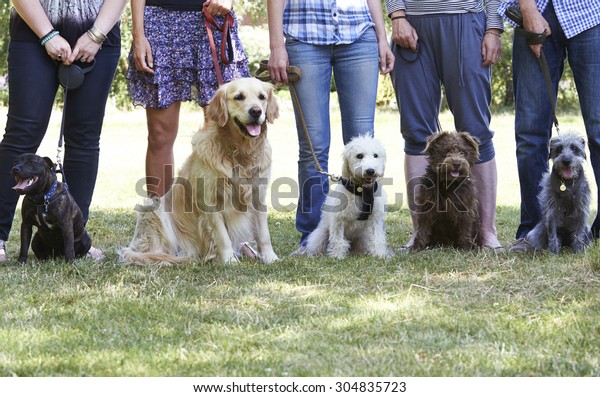Group Of Dogs With\
Owners At Obedience Class
