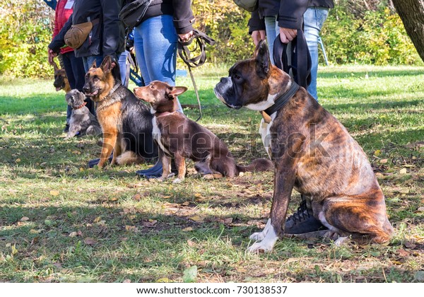 Group of dogs with\
owners at obedience class