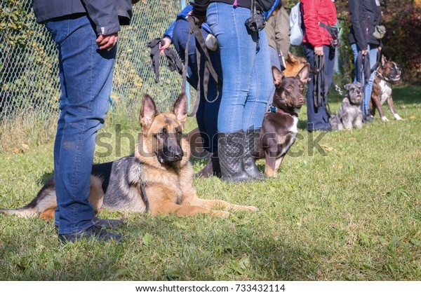 Group of dogs with\
owners at obedience class