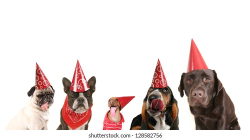 a group of dogs with party hats on
