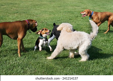 group of dogs playing outdoors