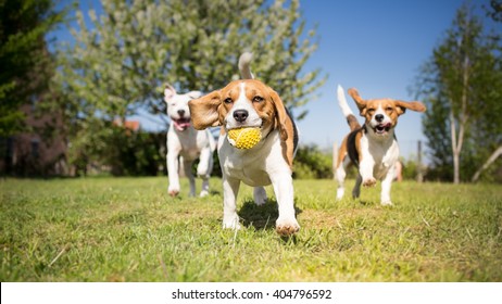 Group of dogs playing in the park