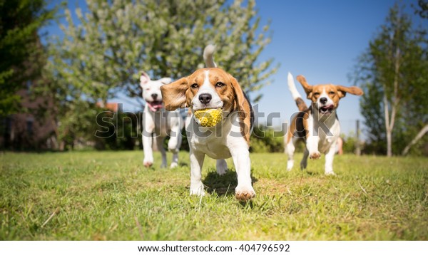 Group of dogs playing in the\
park