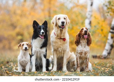 group of dogs portrait in autumn golden retriever spaniel border collie jack russell terrier - Shutterstock ID 2210412919