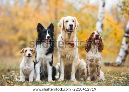 group of dogs portrait in autumn golden retriever spaniel border collie jack russell terrier