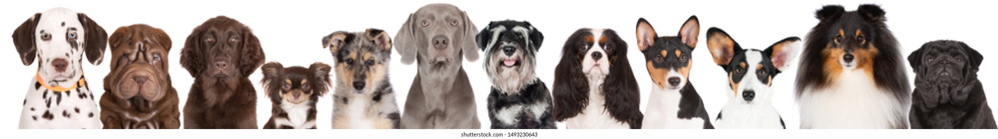 group of dogs portrait on white background - Shutterstock ID 1493230643