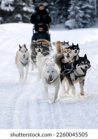 A group of dogs pull a sled through the snow in the American Rockies near Breckenridge, Colorado. 