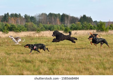 Group Of Dogs Running Across The Autumn Field During On A Coursing Training