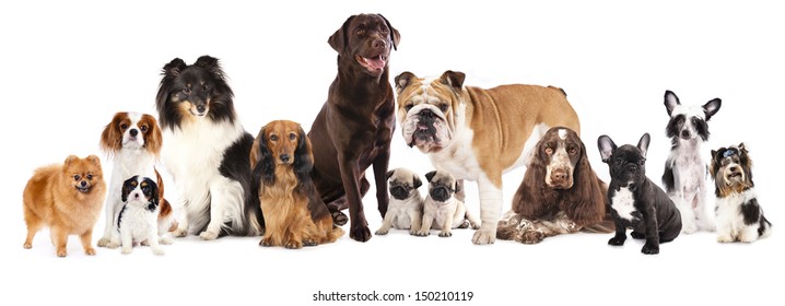 Group of  dogs sitting in front of a white background