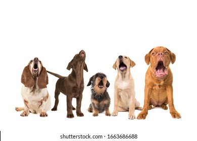 Group Of Dogs With Various Breeds Looking Up Singing On A White Background