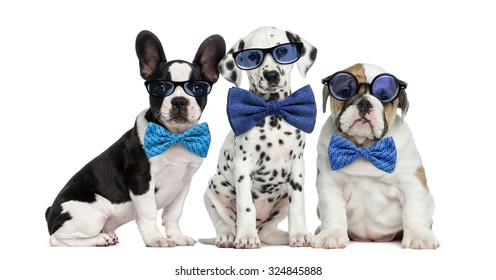 Group Of Dogs Wearing Glasses And Bow Ties